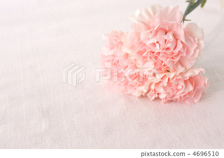 Carnation Carnation 4696510