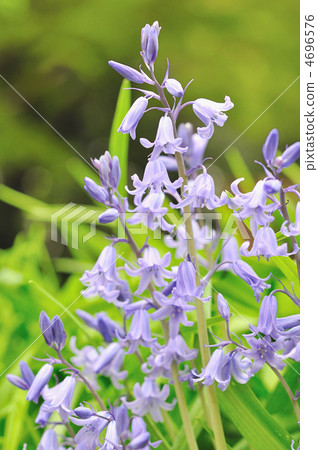 Syrah's Flower 4696576