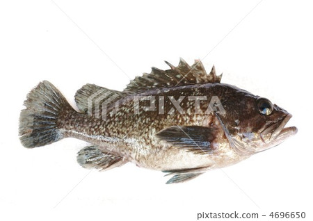 Fox Mebal (whole) 4696650