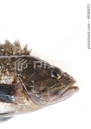 Fox Mebal (Head ~ Vertical) 4696651