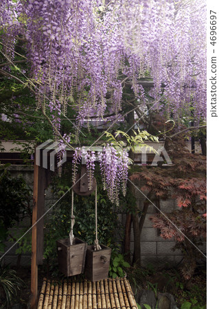 Sennan-shi Fuji Festival Noda Fuji Kajimoto紫藤的宗教旅館 4696697