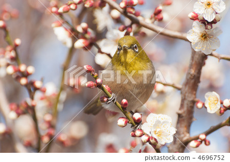 點擊這裡查看megaro 4696752