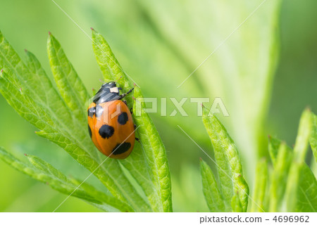 Ladybirds climbing leaves 4696962