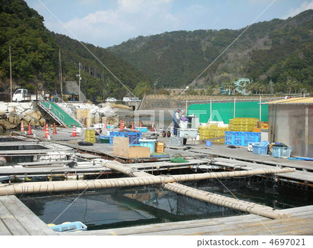 Breeding of fishnet fish 4697021