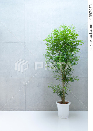 Concrete wall and plants 4697073
