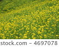 Rapeseed field 4697078