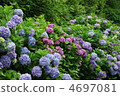 Various hydrangea 4697081