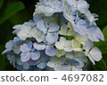 Hydrangea flower 4697082