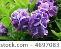 Hydrangea flower 4697083