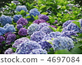 Various hydrangea 4697084