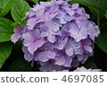 Hydrangea flower 4697085