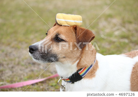 Jack Russell Terrier把玩具放在他的頭上 Jack Russell Terrier把玩具放在他的頭上 4697126