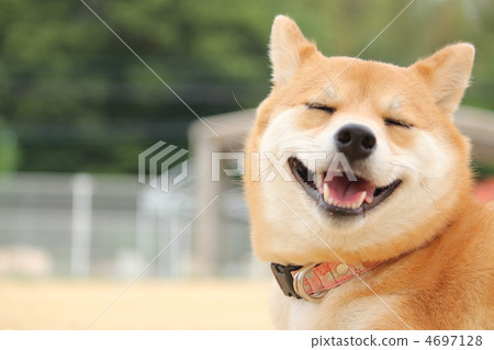 Smile Shiba Inu (with left character space) 4697128