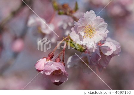 Yaeri red weeping cherry-blossoms 4697193