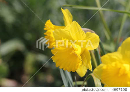 Yellow flower trumpet daffodil 4697198