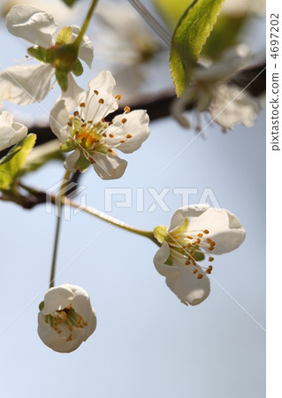 Plum 4697202