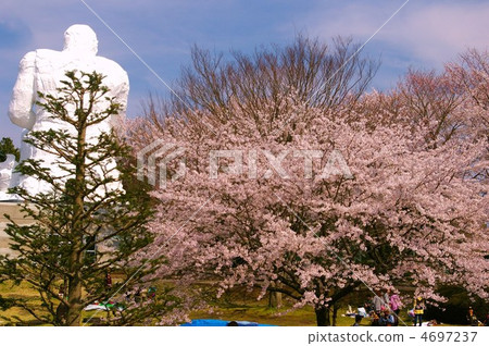 Daidarabou and cherry blossoms 4697237