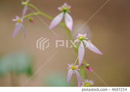 Under the snow Under the snow 4697254