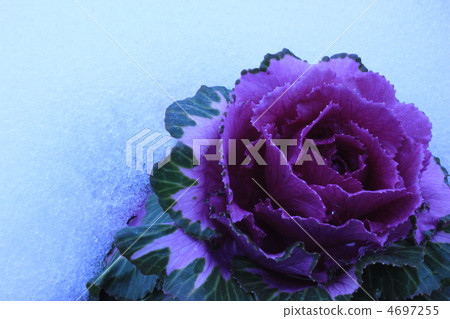 Leaf peony in the snow 4697255