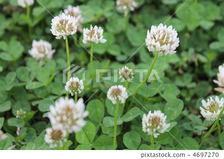 White clusters 4697270
