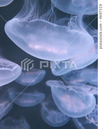 Water Sea Moon (White) 4697319