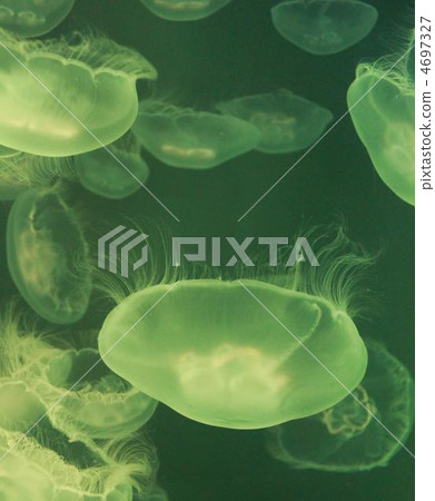 Water Sea Moon (Green) Water Sea Moon (Green) 4697327