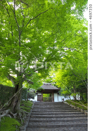 安田寺的新鮮綠色 安田寺的新鮮綠色 4697350