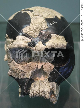 南方古猿非洲人 4697398