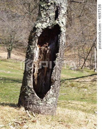 櫻桃樹的斑點 4697536