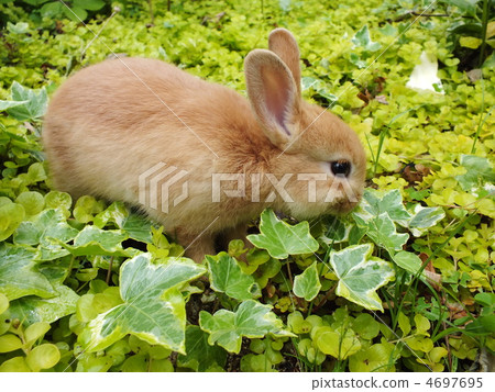 Usagi Netherland Dwarf 4697695