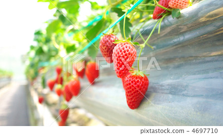 草莓採摘 4697710