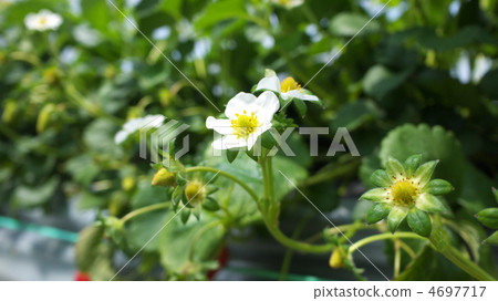 Strawberry flowers Strawberry flowers 4697717
