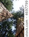 From between two cedars 4697799