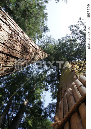 From between two cedars From between two cedars 4697799