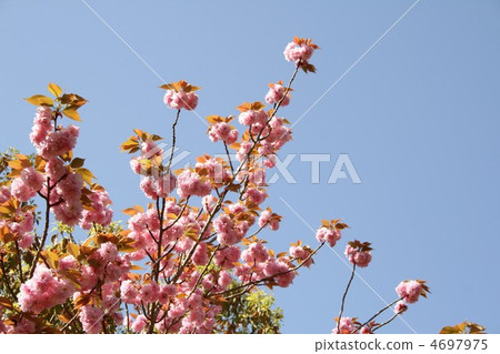 雙櫻桃樹2012014 雙櫻桃樹2012014 4697975