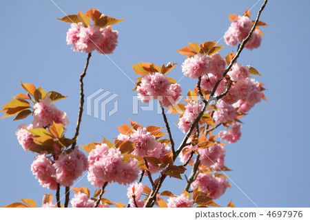 Yaezakura 2012013 4697976