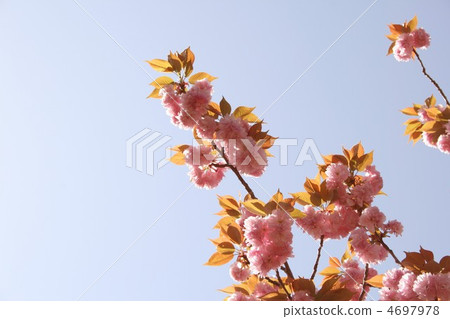 雙櫻桃樹2012011 4697978