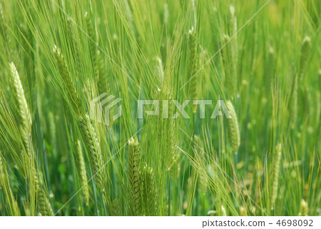 Barley field 4698092
