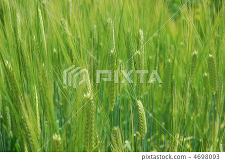 Barley field 4698093