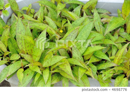 死草 4698776