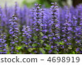 Ajuga 4698919