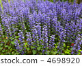 Ajuga 4698920