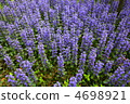 Ajuga 4698921
