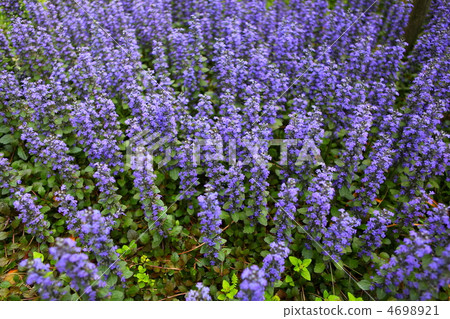 Ajuga 4698921