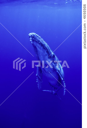 Humpback whales 4698986
