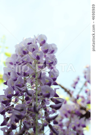 Nagafuda花和藍天 4698989