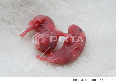 Hamster baby 4698998