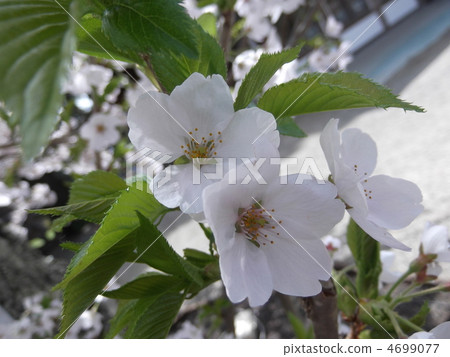 櫻花 櫻花 4699077
