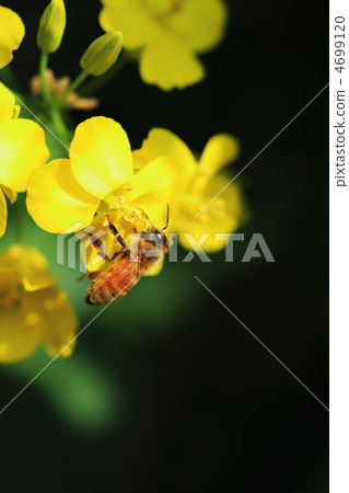 一隻蜜蜂 4699120