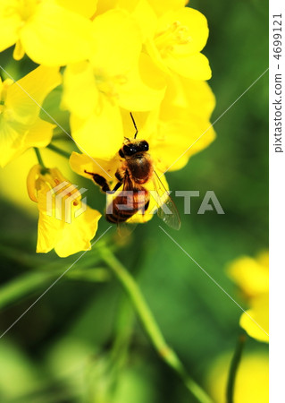 一隻蜜蜂 4699121